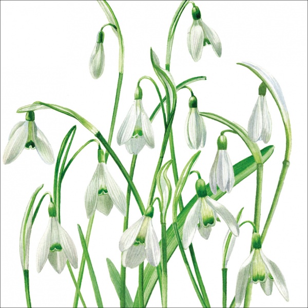 Snowdrops Greeting Card