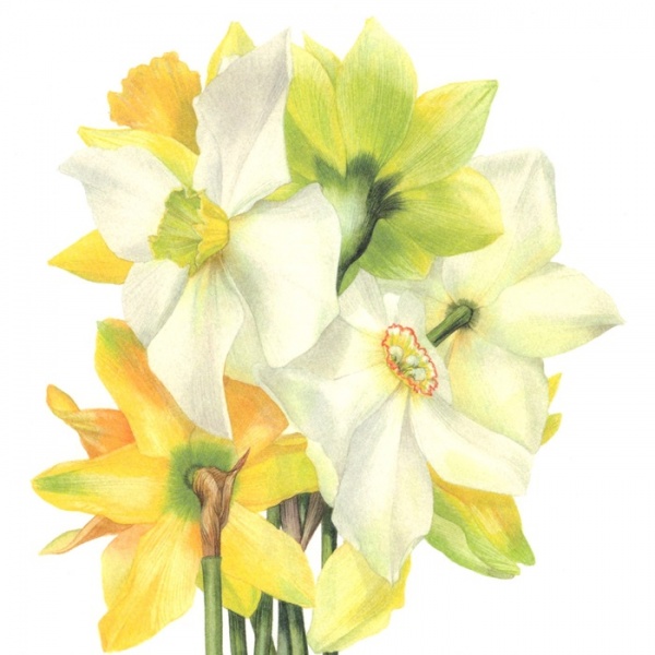 Narcissi Greeting Card