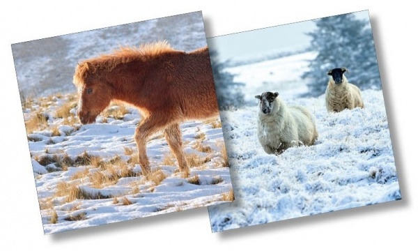 Dartmoor Pony & Sheep In the Snow Christmas Cards Pack Of 10