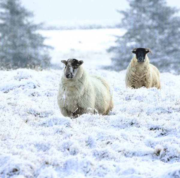 Dartmoor Pony & Sheep In the Snow Christmas Cards Pack Of 10