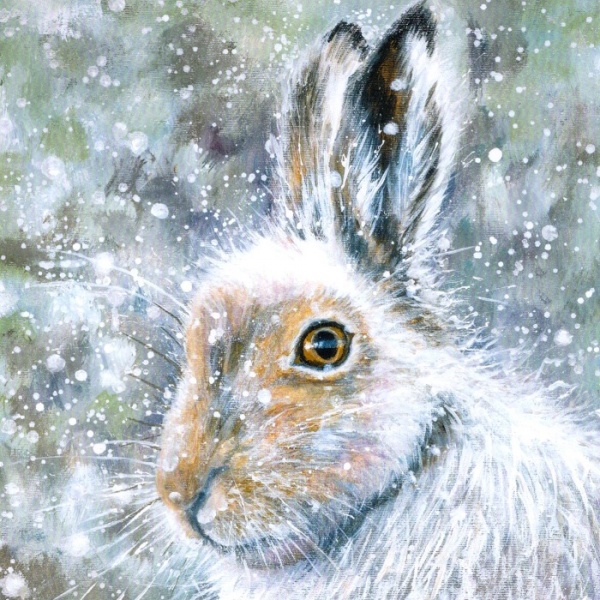 Puffin In Snow & Winter Hare Christmas Cards Pack Of 10