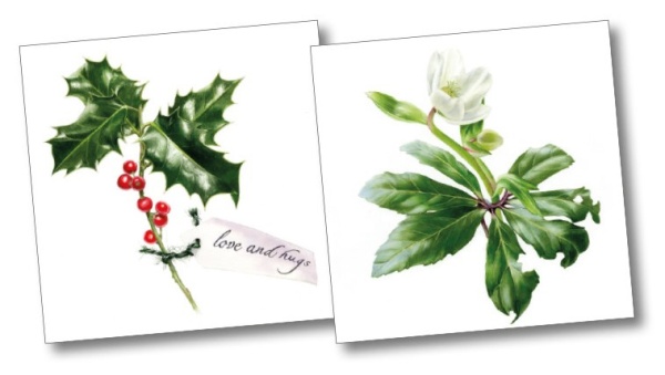 Holly & Christmas Rose Christmas Cards Pack Of 10