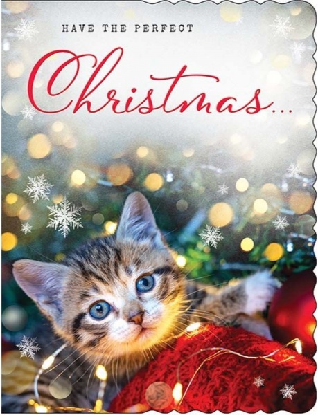 Festive Cat Christmas Card