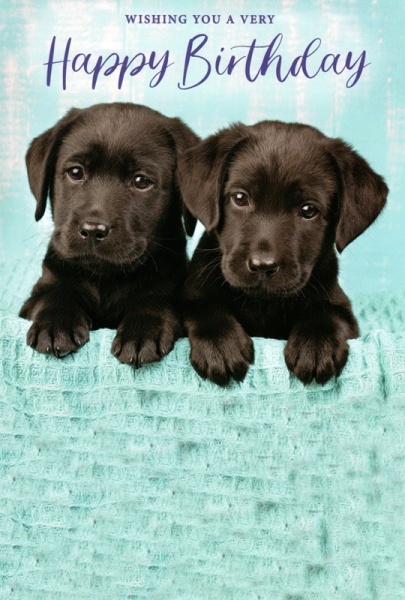 Black Puppies Birthday Card