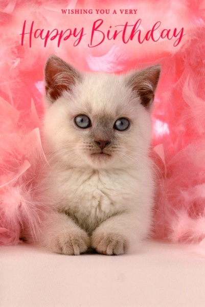Blue Eyed Kitten Birthday Card