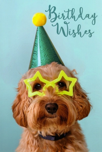 Green Stars Puppy Birthday Card
