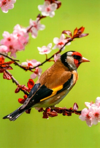 Goldfinch On Blossom Birthday Card