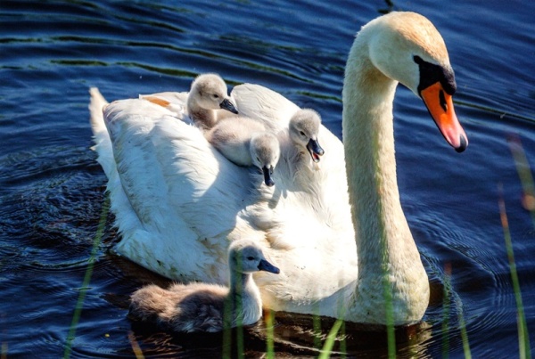 Mute Swan & Cygnets Birthday Card