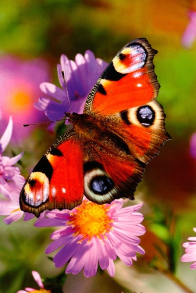 Peacock Butterfly On Flower Birthday Card