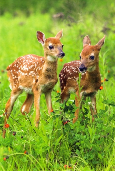 White-Tailed Deer Fawns Birthday Card