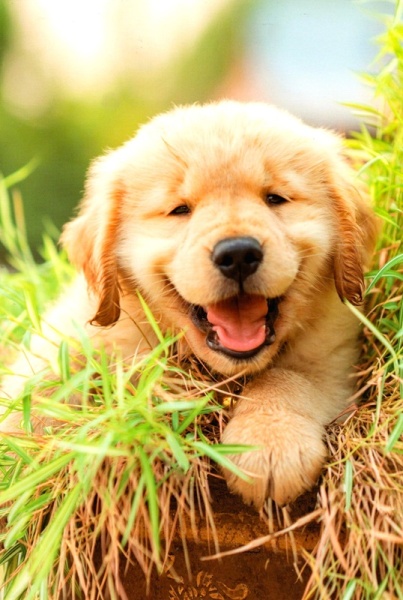 Golden Retriever Puppy Birthday Card