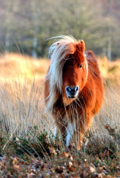 Shetland Pony Roaming Free Birthday Card