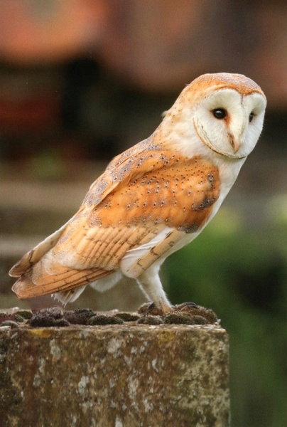 Barn Owl Perched On Plinth Birthday Card