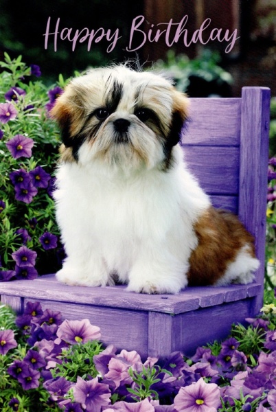 Shih Tzu Puppy Birthday Card