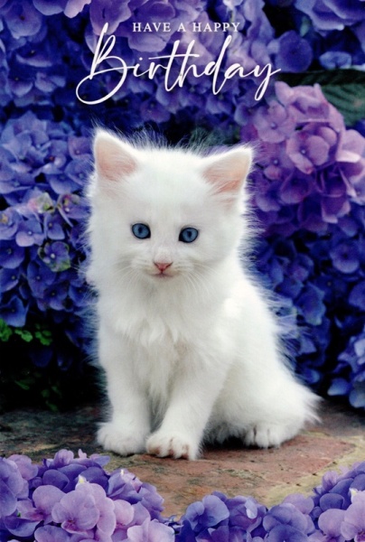 White Kitten Birthday Card