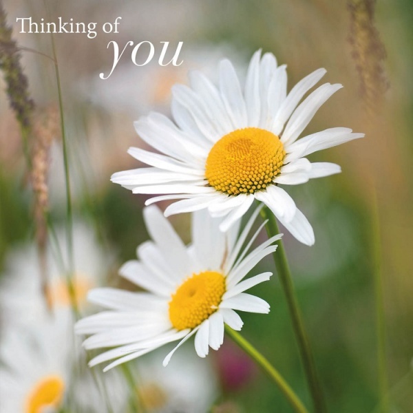 Daisies Thinking Of You Card