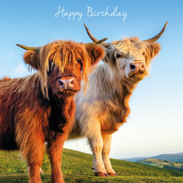 Highland Cattle Birthday Card