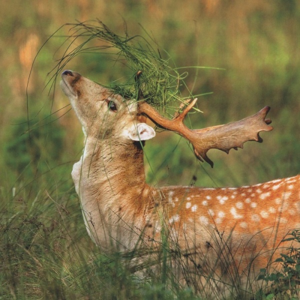 Fallow Deer Greeting Card