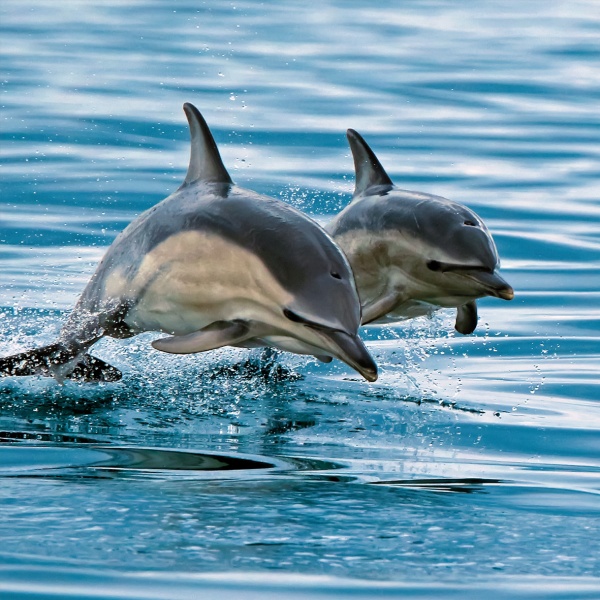 Common Dolphins Greeting Card