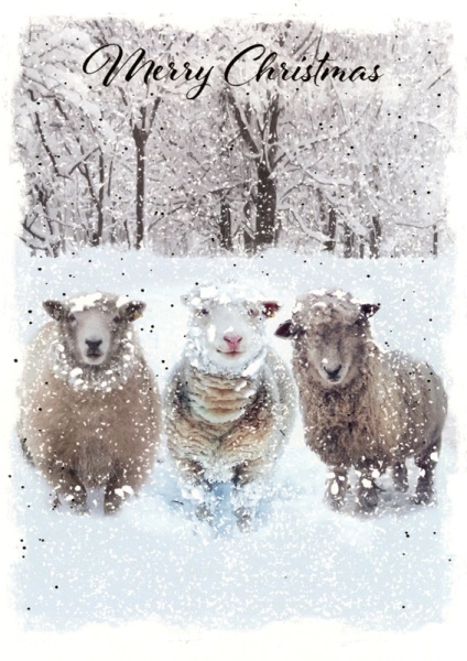 Reindeer & Sheep Christmas Cards Pack Of 14