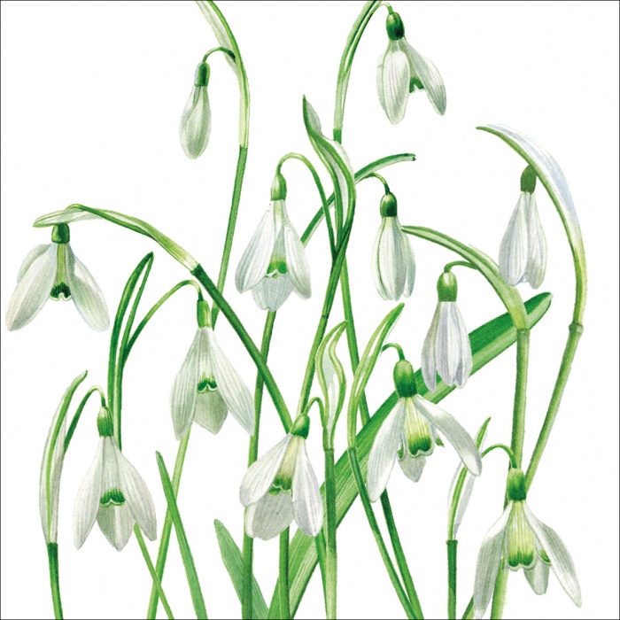 Snowdrops Greeting Card