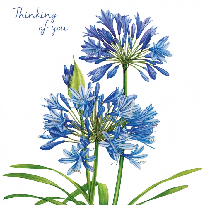 Agapanthus Thinking Of You Card