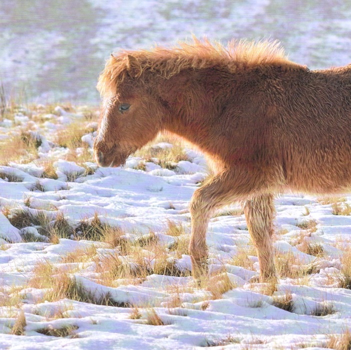 Dartmoor Pony & Sheep In the Snow Christmas Cards Pack Of 10