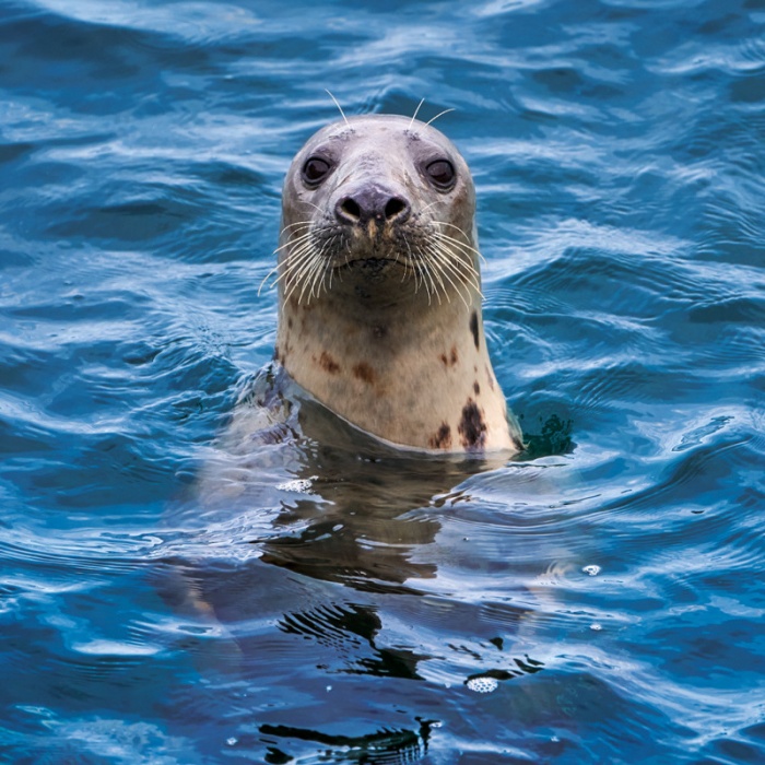 Grey Seal Greeting Card