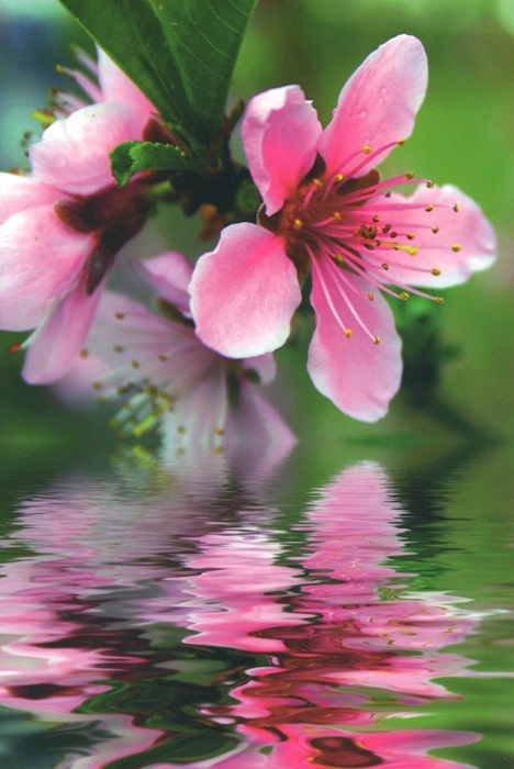 Peach Blossom Birthday Card