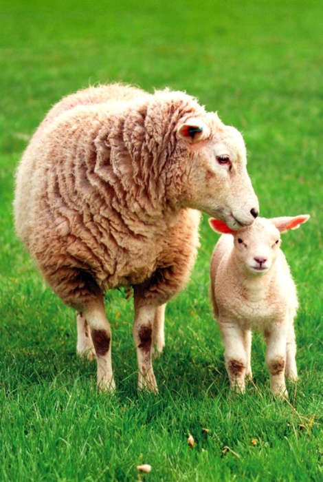 Ewe Tending To Her Lamb Birthday Card