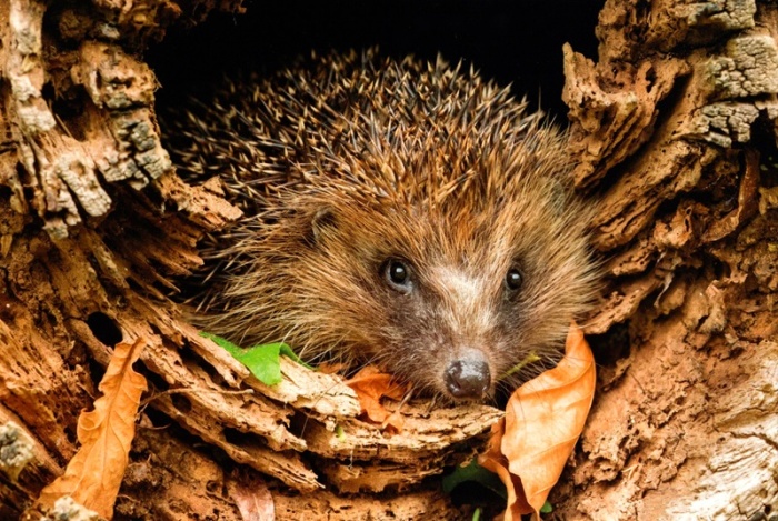 Hedgehog In Woodland Birthday Card