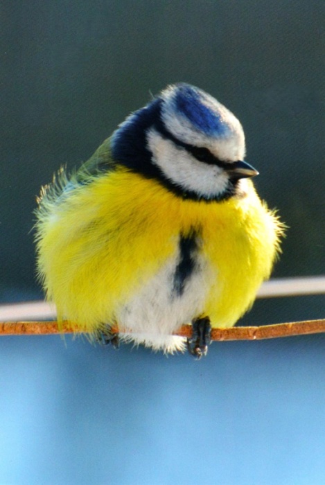 Blue Tit On A Branch Birthday Card