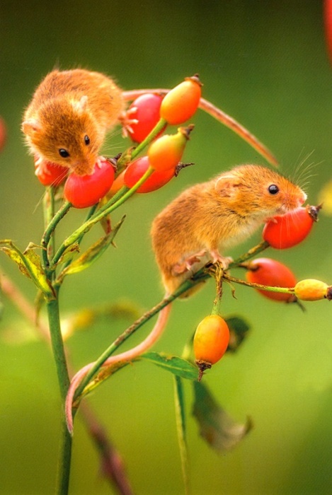 Harvest Mice On Rosehip Branch Birthday Card