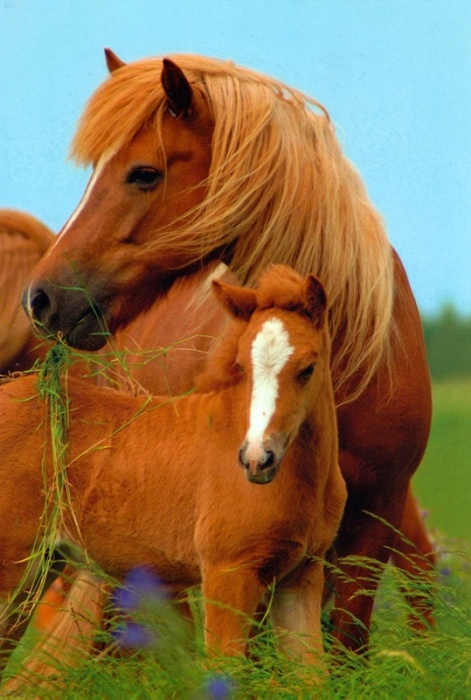 Mare & Foal Grazing Birthday Card