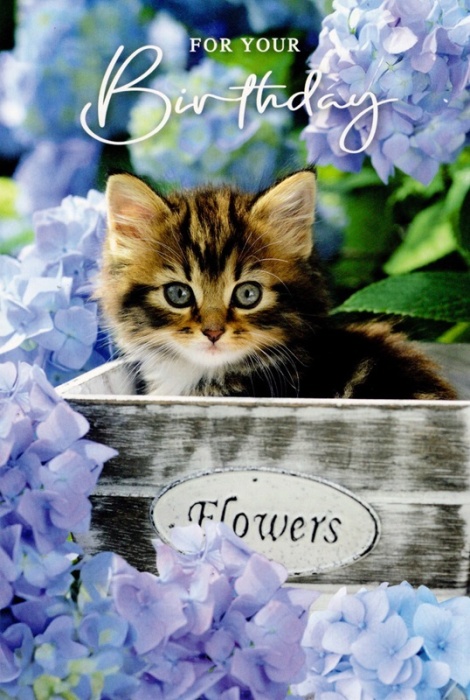 Tabby Kitten Birthday Card