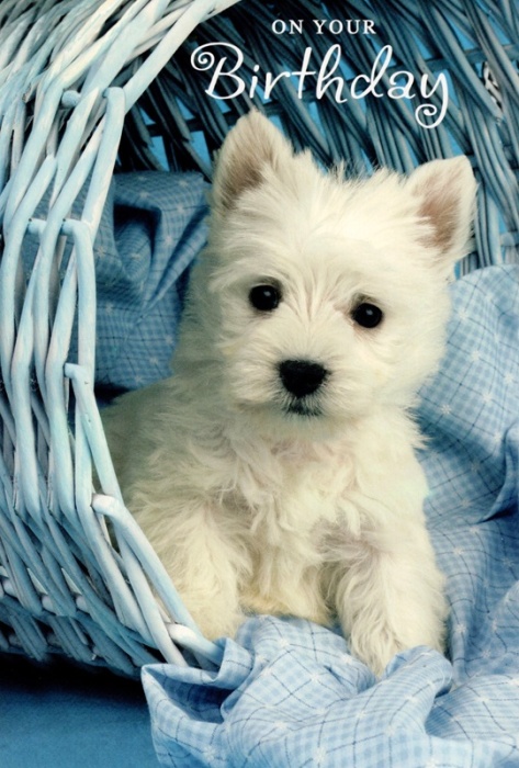 Westie Puppy Birthday Card