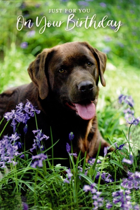 Chocolate Lab Birthday Card