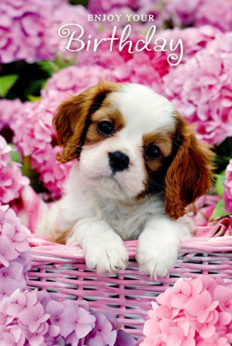 Cavalier King Charles Spaniel Puppy Birthday Card