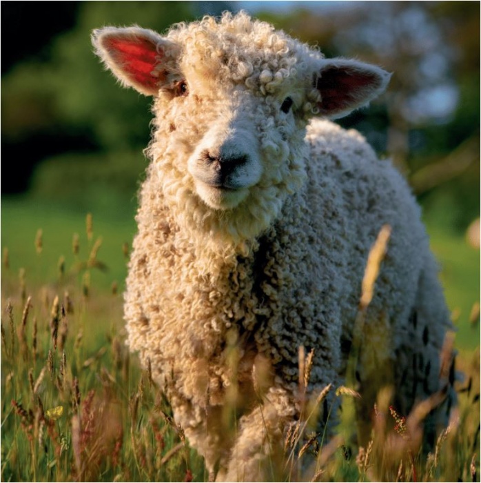 Devon & Cornwall Longwool Greeting Card