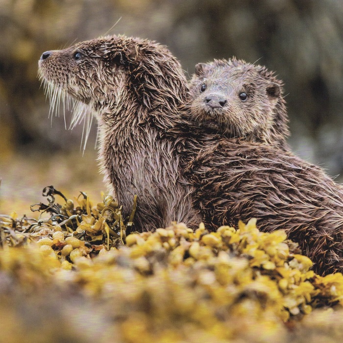 Otters Greeting Card