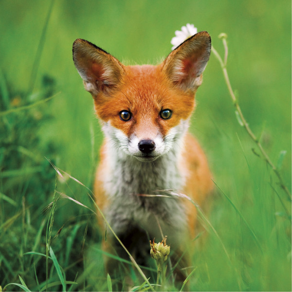 Red Fox Greeting Card