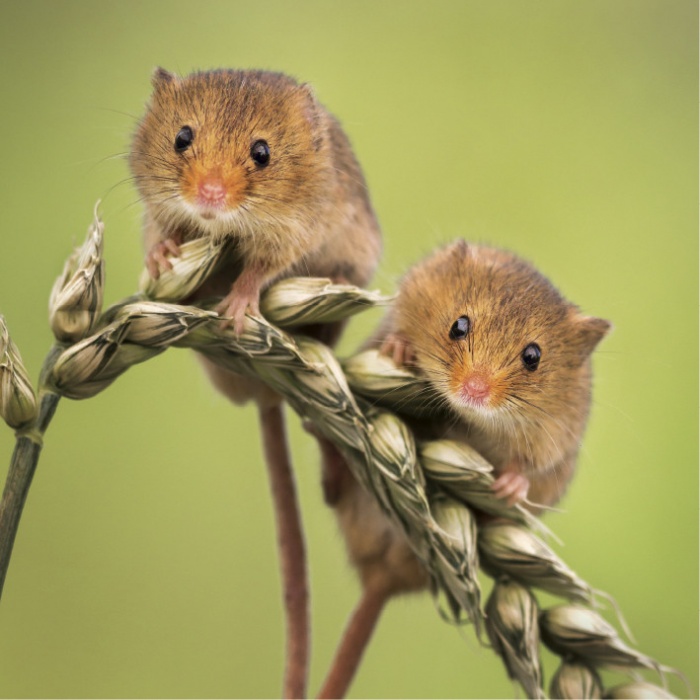 Harvest Mice Greeting Card