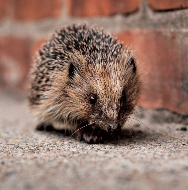 Hedgehog Greeting Card