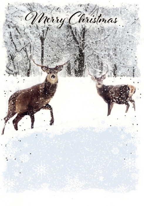 Reindeer & Sheep Christmas Cards Pack Of 14